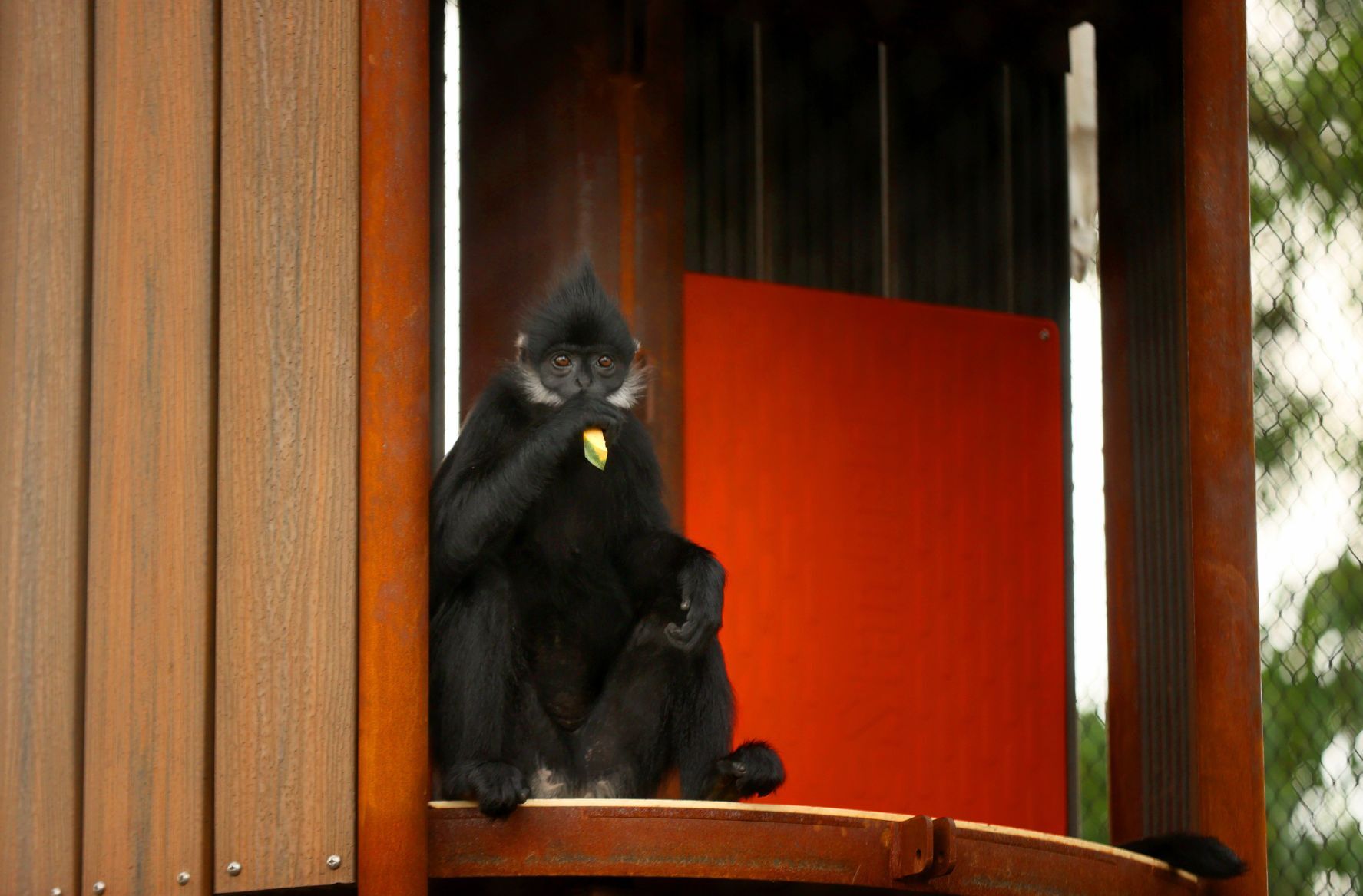 New outdoor primate area to open to public